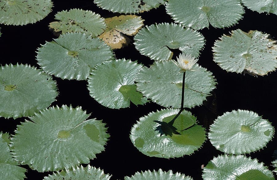 Nymphaea ampla waterlily showing broad flat leaves and blooms on water surface
