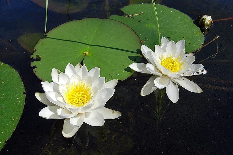 Glänzende Seerose in voller Blüte auf einem ruhigen Teich, glänzende Blätter und weiße Blüten
