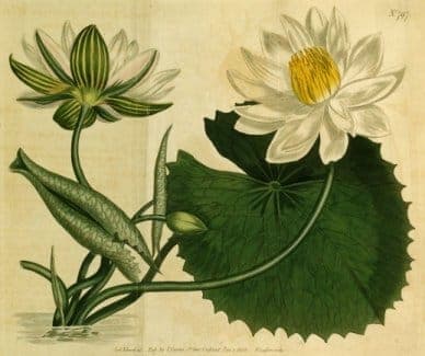Fleurs blanches de nénuphar Lotus Égyptien