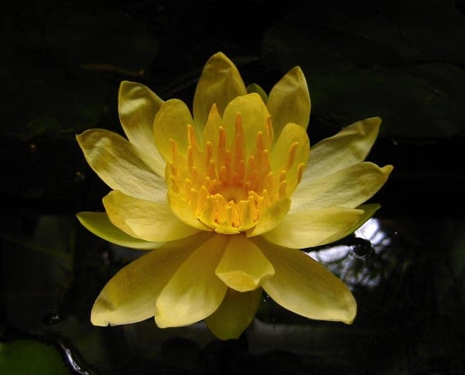 Nymphéa du Mexique avec des fleurs jaunes vif flottant sur l'eau