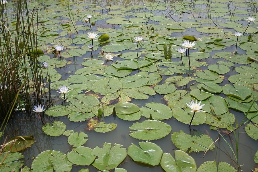 Blaue Lotus-Blute mit Seerosenblättern