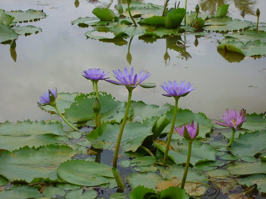 Rote und blaue Seerose mit leuchtenden Bluten auf dem Wasser