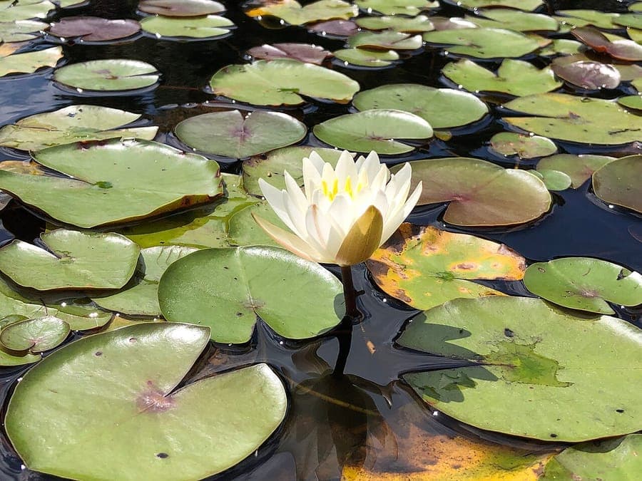 Nymphaea odorata bloeit met geurige bloemen in wateroppervlak