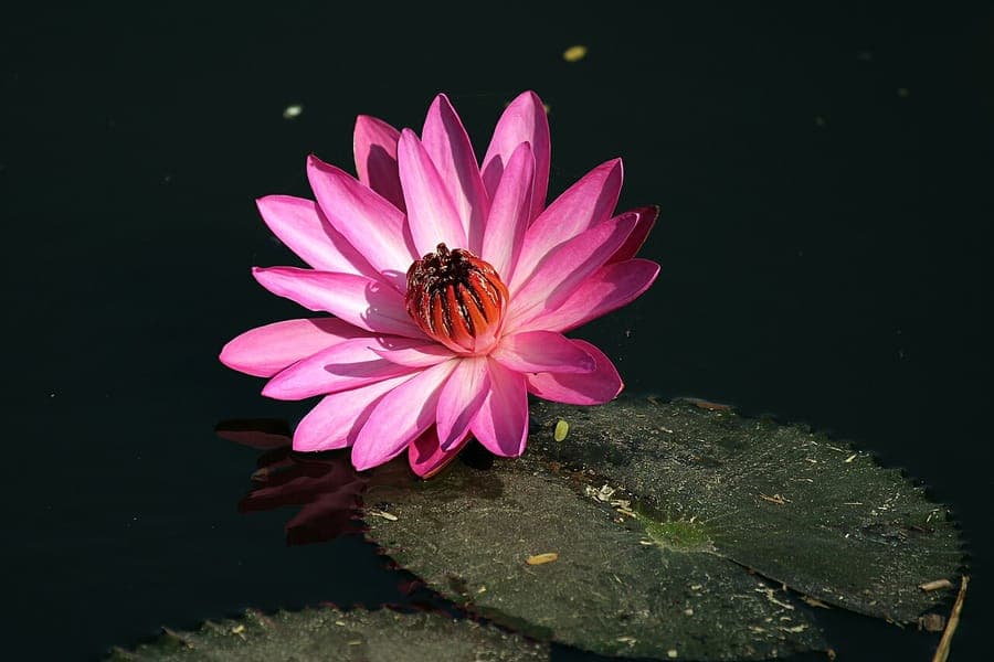 Nymphaea rubra en fleur sur un bassin calme, avec des fleurs rouges profondes et des feuilles rondes flottantes