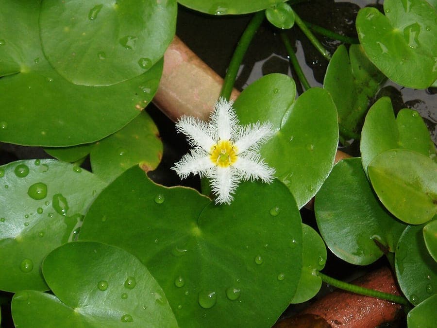 Faux nénuphar avec des fleurs jaunes et des feuilles flottantes