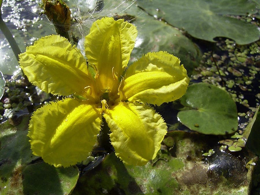 Watergentiaan met gele bloemen op wateroppervlak