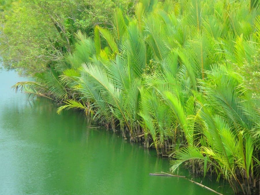 Nypa fruticans palm met karakteristieke veren bladeren in nat klimaat