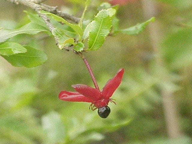 Mickey mouse plant with red berries and glossy green foliage