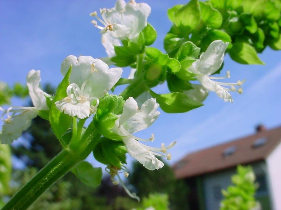 Frische Pflanze des Amerikanischen Basilikums mit hellgrünen Blättern und kleinen weißen Blüten in einem Blumenkasten auf einem sonnigen Balkon