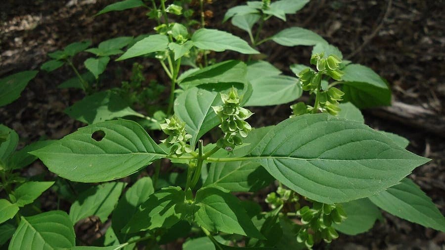 Ocimum campechianum with green leaves and small purple flowers