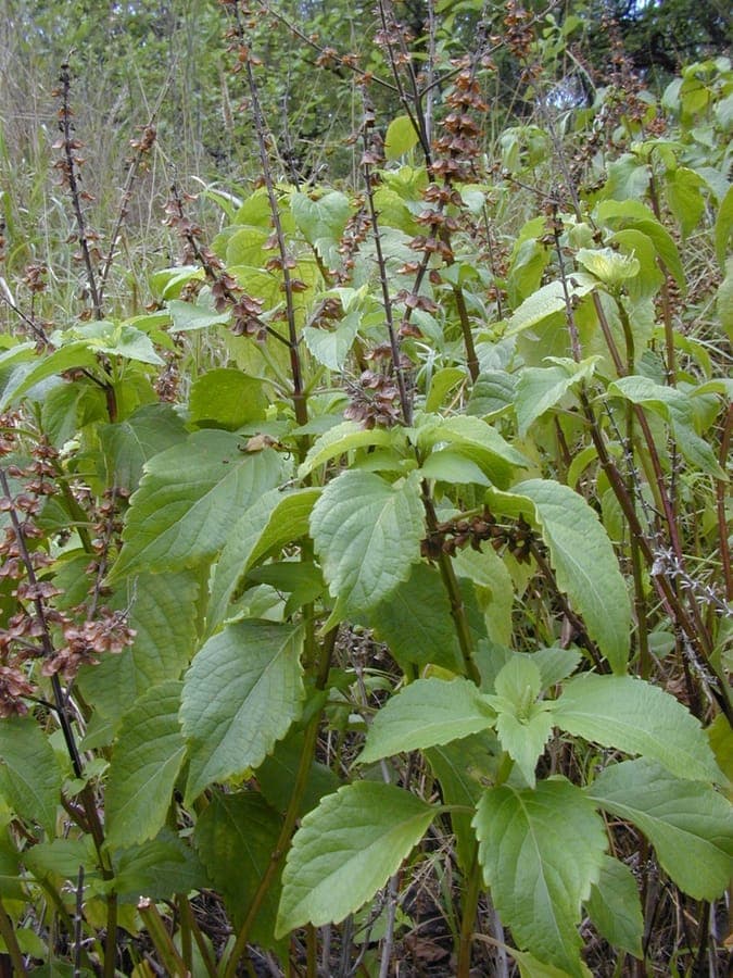 Ocimum gratissimum African basil with small aromatic green leaves
