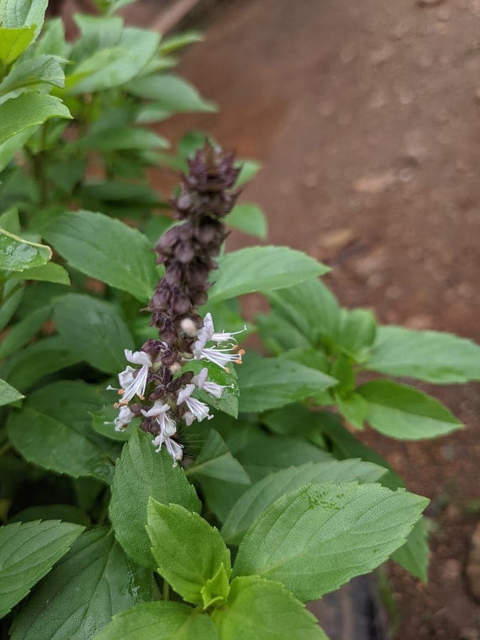 Ocimum kilimandscharicum leaves and flowers