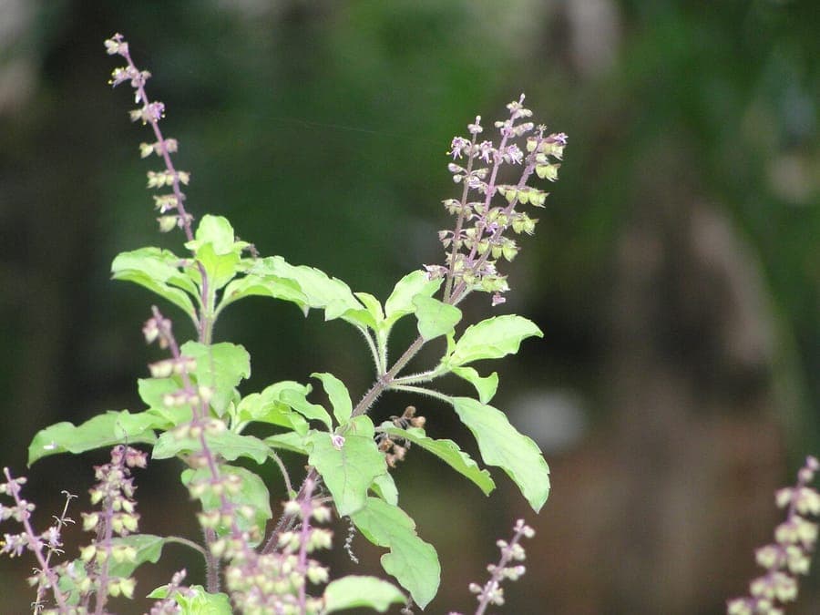 Ocimum tenuiflorum sacred basil tulsi with purple stems and leaves