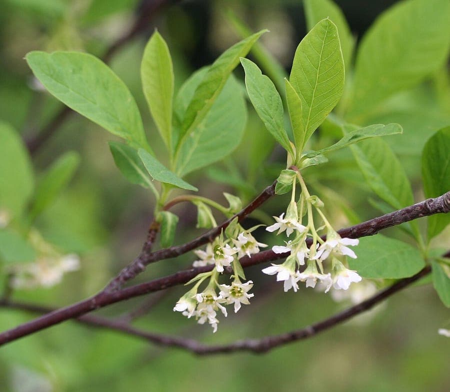 Oemleria cerasiformis heester met witte bloemen in vroeg voorjaar