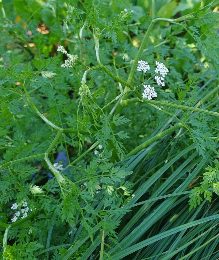 Wasserfenchel mit weißen Bluten in seichten Gewassern