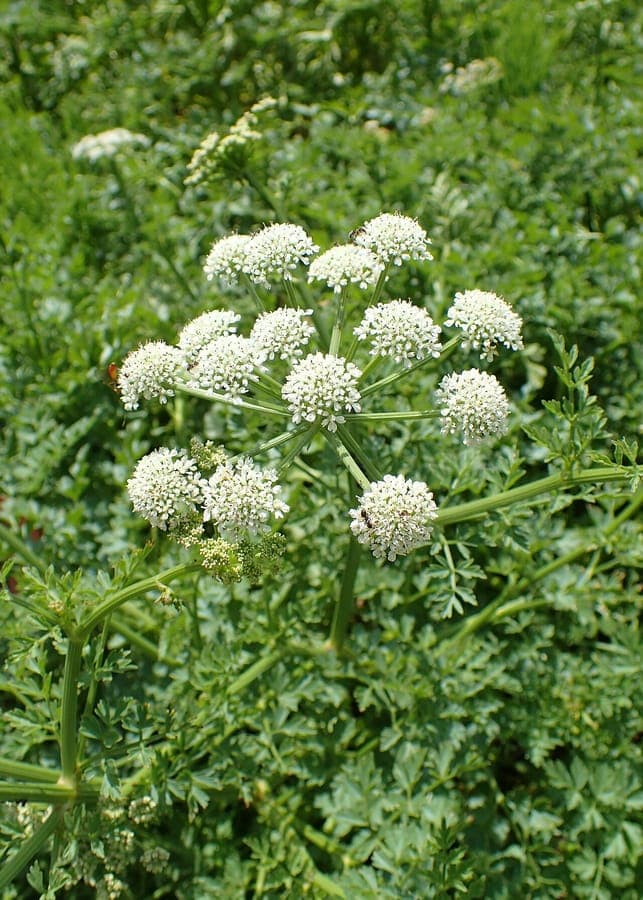 Hemlock water-dropwort with white flowers at waterside