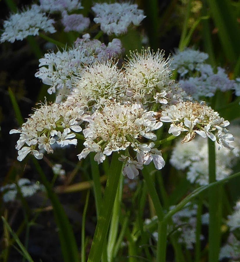 Roehriger Wasserfenchel mit charakteristischen hohlen Stengeln in Sumpfzone