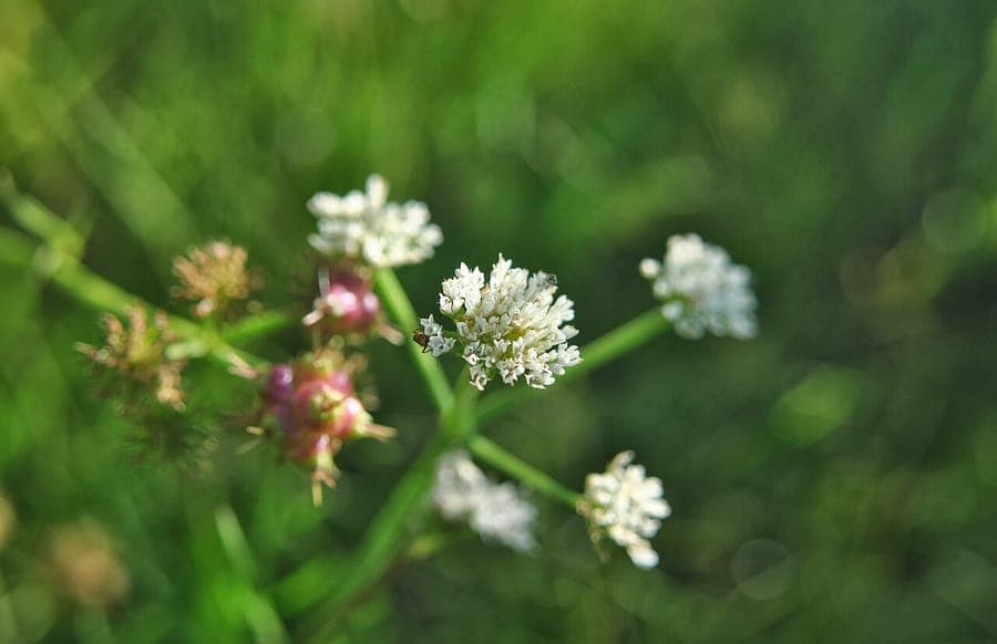 Round-headed water-dropwort displaying delicate white globe flowers
