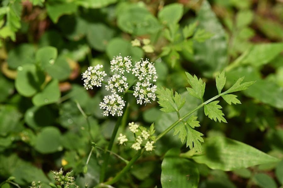 Celeri chinois (Oenanthe javanica) en environnement aquatique avec petites fleurs blanches