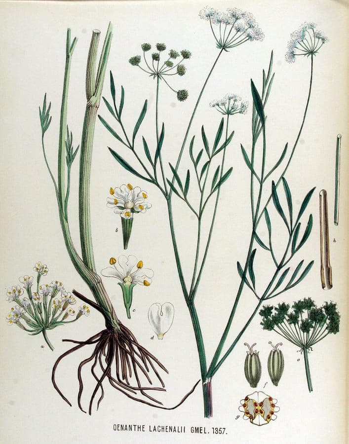 Oenanthe lachenalii Wasser-Hornblatt in natuerlicher Feuchtzone wachsend
