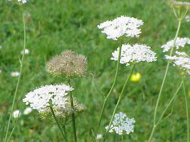 Oenanthe pimpinelloides bibernelle wasserfenchel in feuchter Umgebung