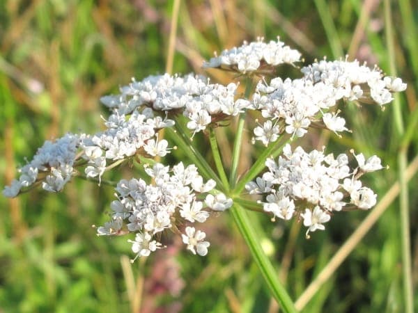 Smalbladerig waterdruppelariekruid met witte bloemen