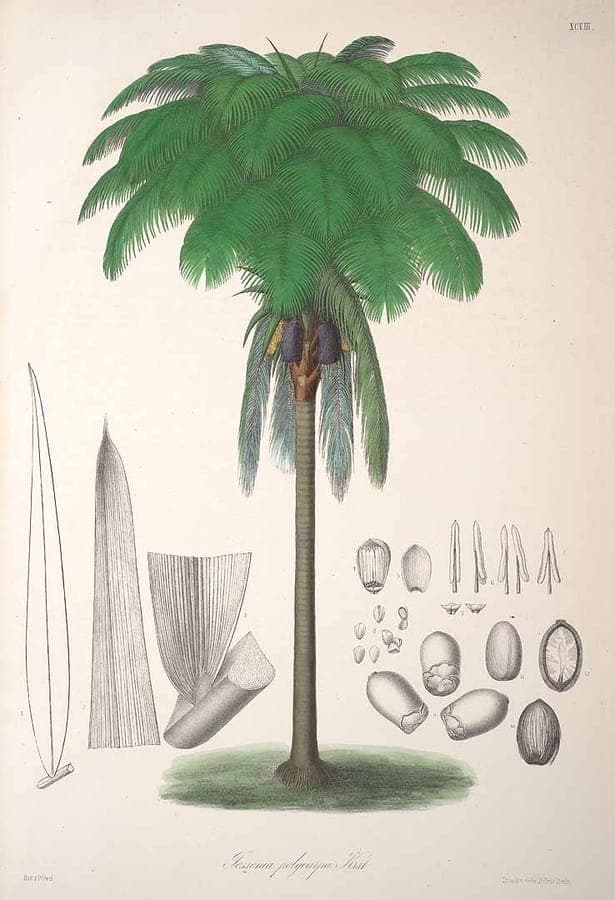 Oenocarpus bataua palm with feathery green fronds