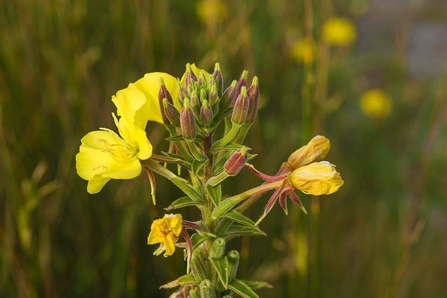 Oenothera biennis evening primrose with yellow flowers in full bloom