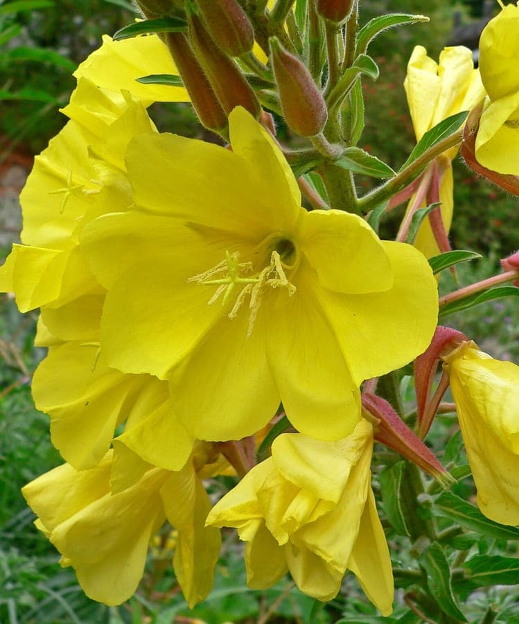 Hohe Nachtkerze mit grossen gelben Bluten auf aufrechten Stengeln im Sommer