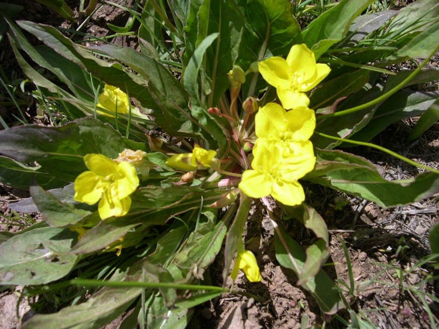 Oenothera flava Rosettenstaude mit grossen gelben Bluten nahe am Boden im Sommer