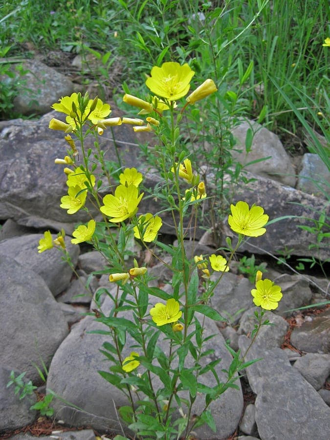 Yellow flowers of Oenothera fruticosa in summer sunlight