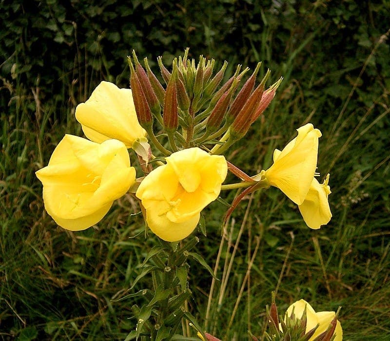 Oenothera glazioviana grande onagre avec d'enormes fleurs jaunes