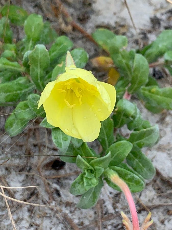 Yellow flowers of Oenothera humifusa seabeach evening primrose on sandy coastal ground