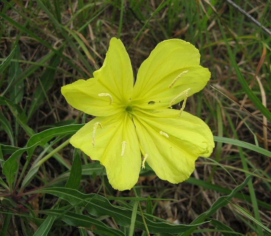 Großfrüchtige Nachtkerze (Oenothera macrocarpa) mit großen gelben Blüten in sonniger Jahreszeit