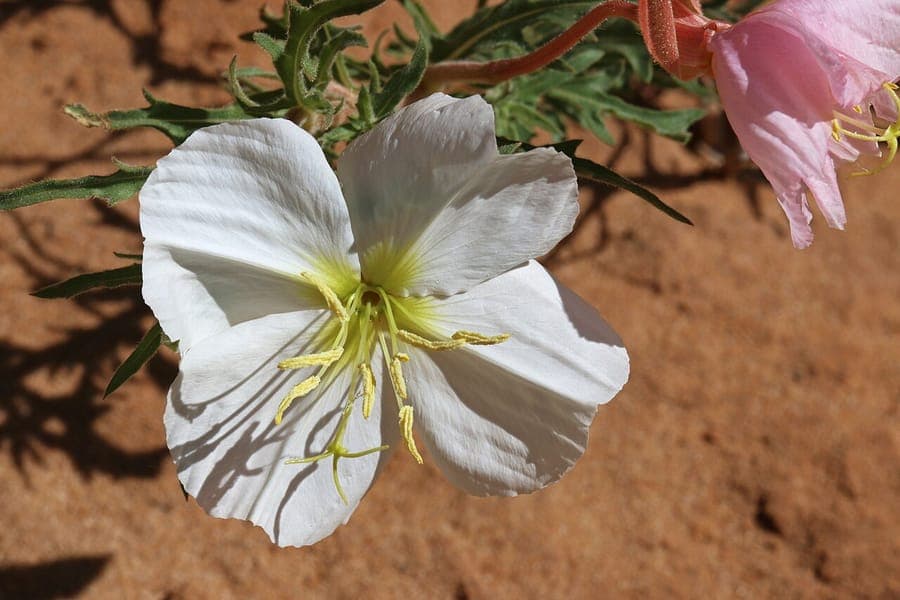 Fleurs blanches de l'onagre pale s'ouvrant au crepuscule