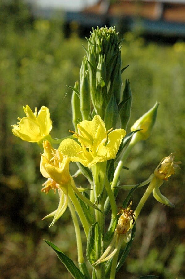 Oenothera parviflora noordse avondprimula met gele bloemen
