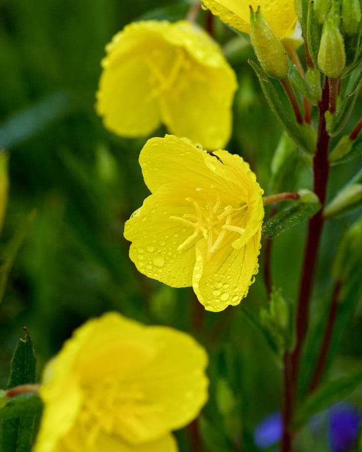 Weide-teunisbloem met gele bloemen in een zonnige weide