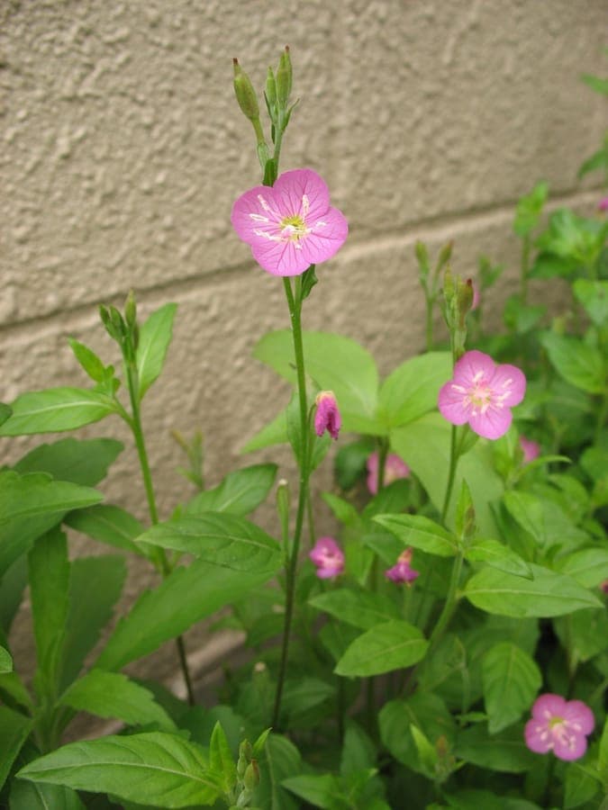 Rosa Nachtkerze mit leuchtend rosa Bluten auf zarten Stielen