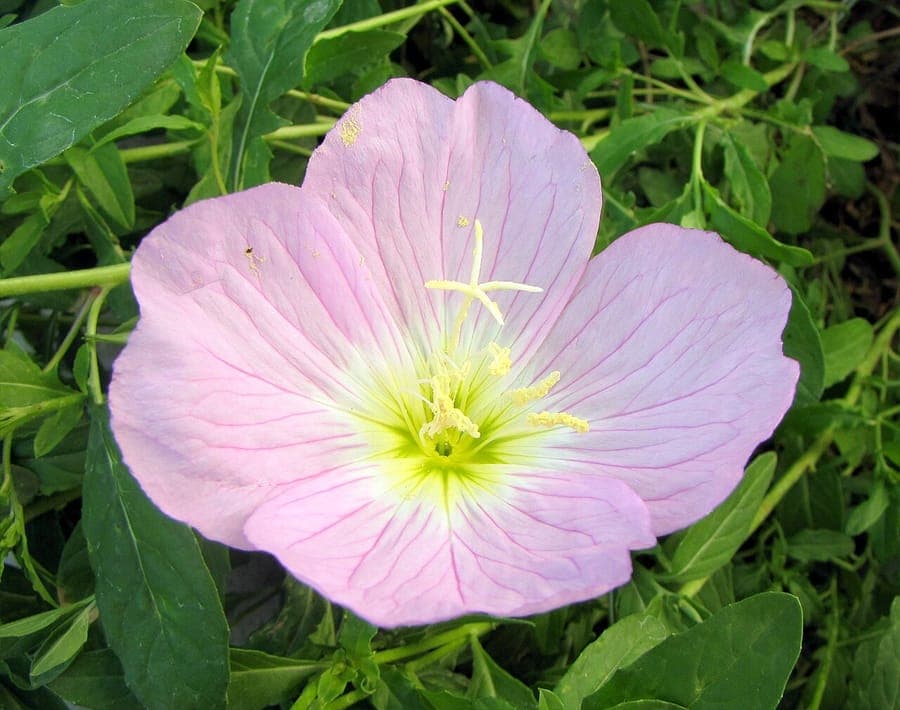 Oenothera speciosa flowers with pink and white petals opening at dusk