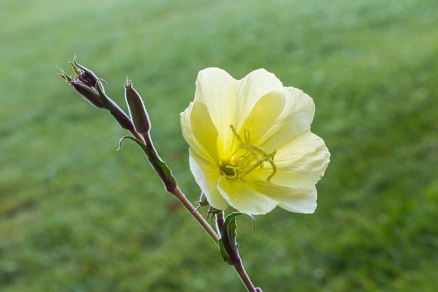Gele bloemen van Oenothera stricta in volle zon
