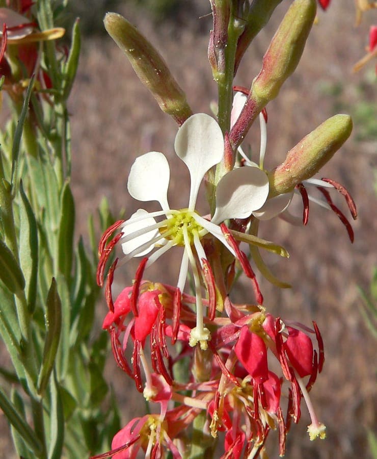 Oenothera suffrutescens mit scharlachroten Bluten auf schlanken Stengeln