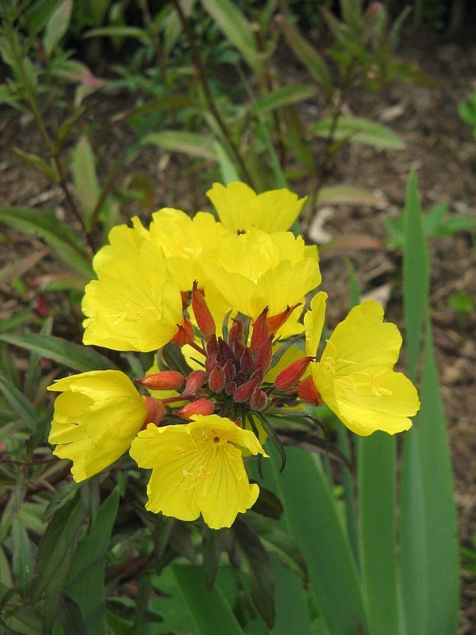 Heldergele bloemen van Oenothera tetragona in volle zomerbloei in een border