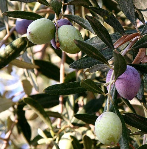 Mature olive tree with silver-grey foliage and a characteristically gnarled trunk in a Mediterranean garden
