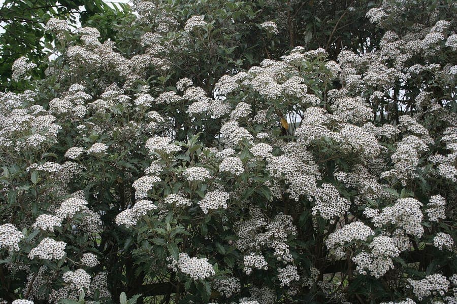 Olearia macrodonta with distinctive serrated leaves and white flowers