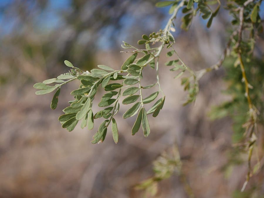 Olneya tesota desert ironwood tree in full bloom with masses of purple flowers in a dry landscape