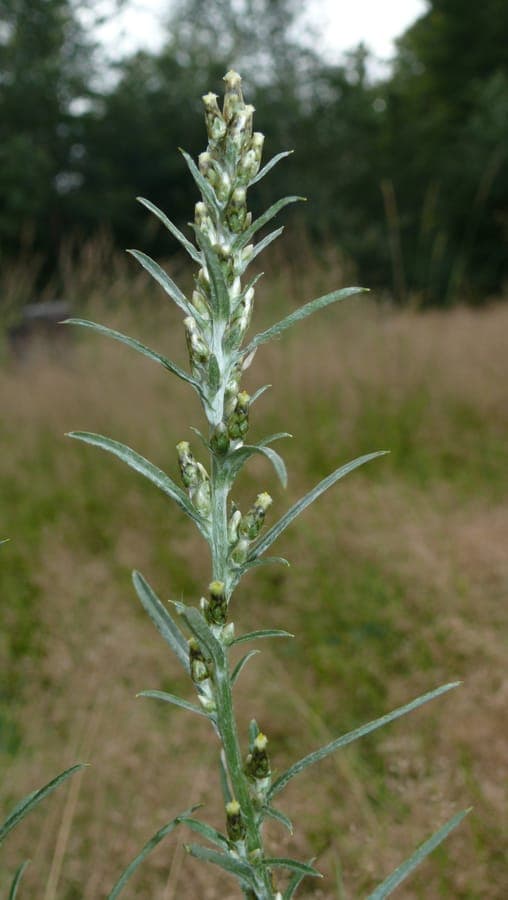 Omalotheca sylvatica met wollige witte bloemstengels in een bosrand