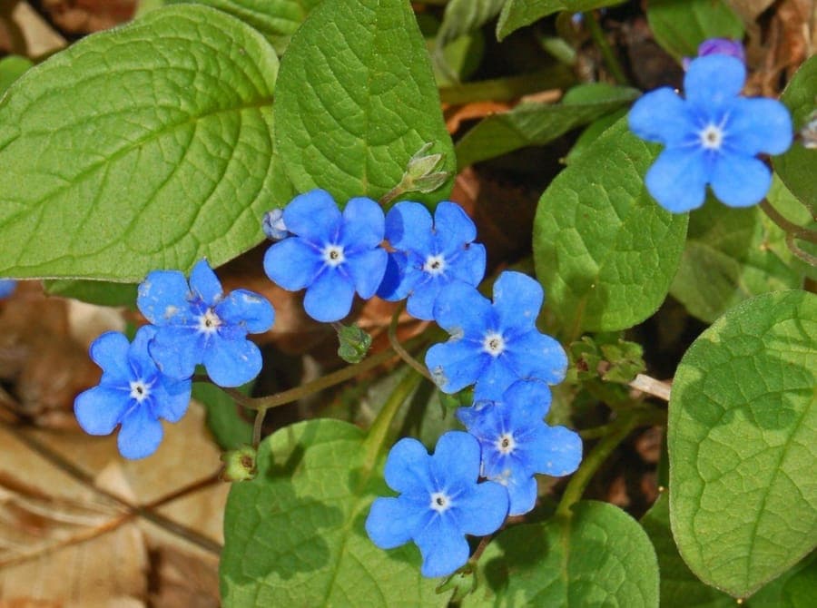 Creeping-forget-me-not with delicate blue flowers in spring