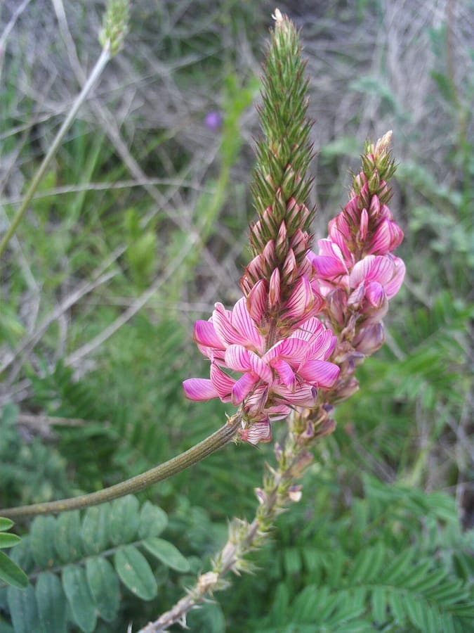 Sainfoin with pink-purple flowers and fine foliage