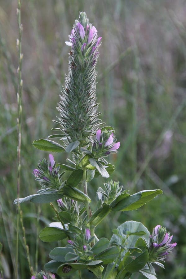 Foxtail restharrow (Ononis alopecuroides) displaying pink-red flowers in Mediterranean setting