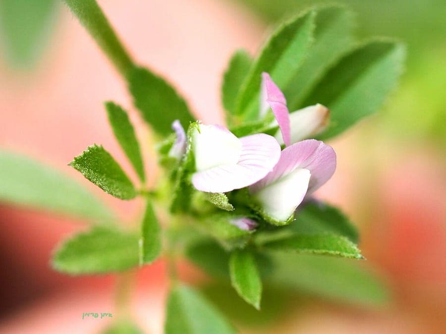Ononis mitissima - Mediterranean restharrow with purple flowers in full bloom